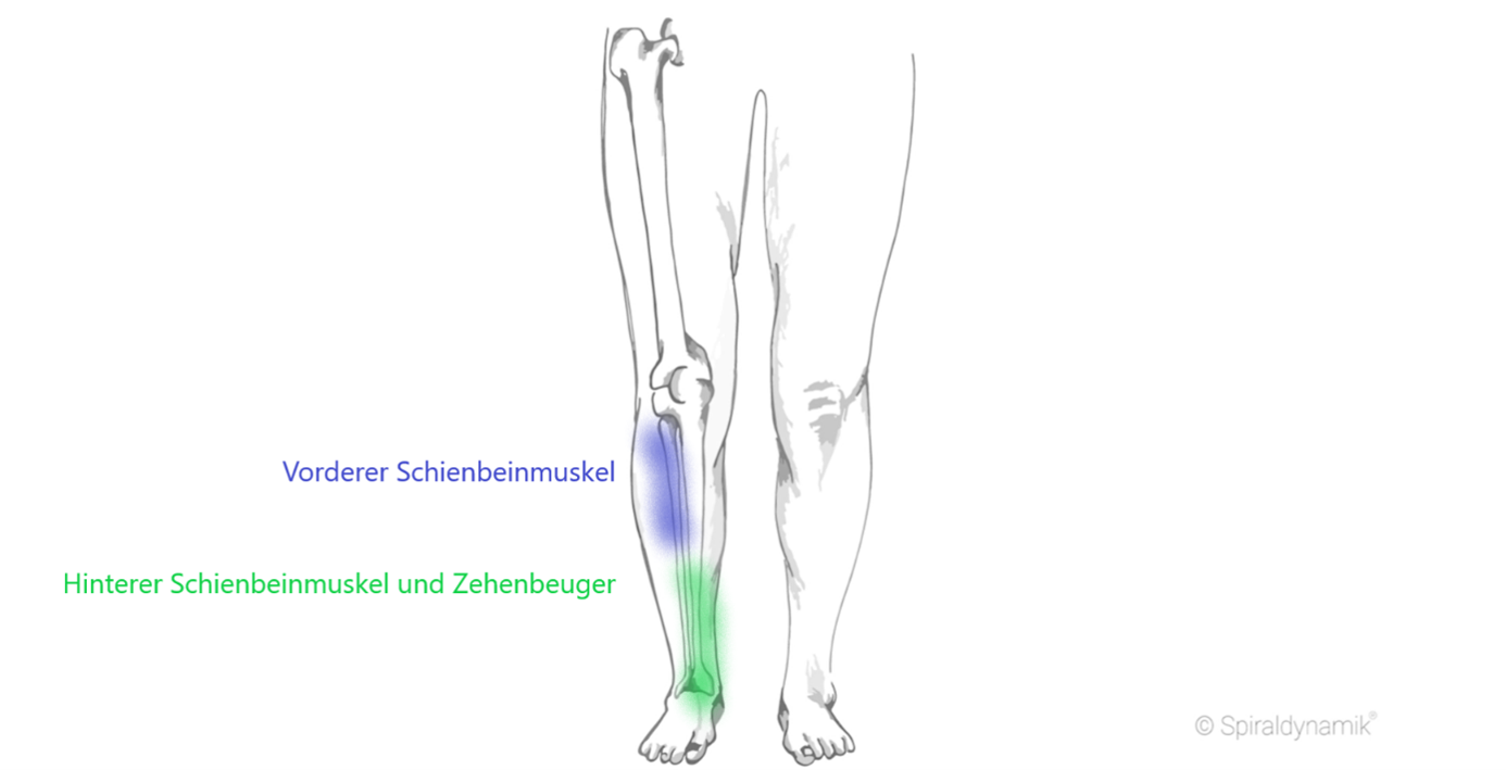 Schienbeinmuskel